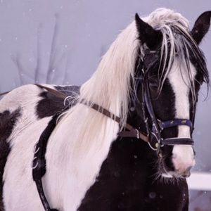 Meet your Posher, Hannah